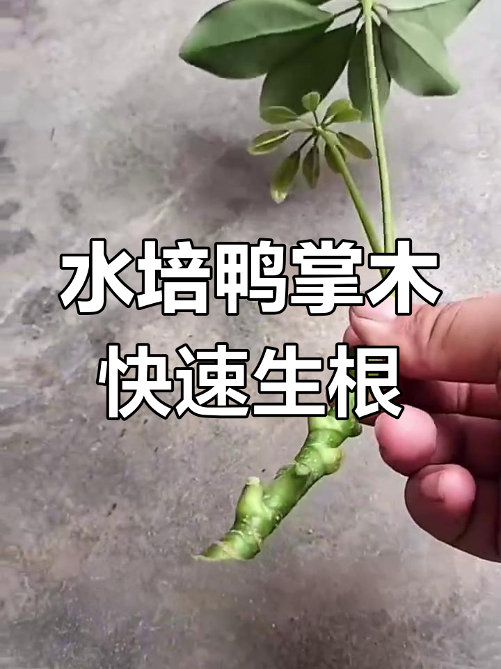 鸭掌木水培扦插技巧，轻松生根成活率高