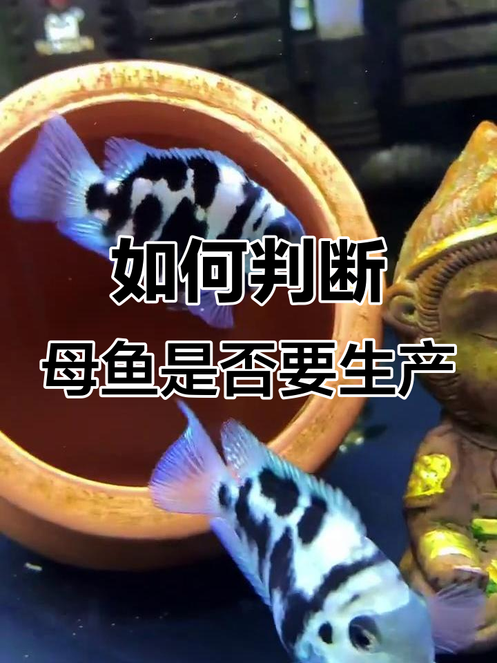 迷你鹦鹉鱼快生了吗?看肚子下面这个信号