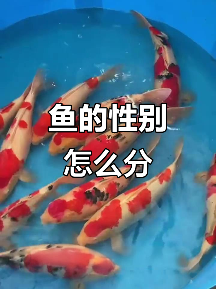 如何分辨公母鱼？性别特征大揭秘