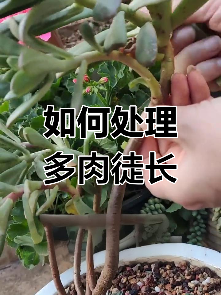 多肉徒长怎么办?教你正确处理方法,轻松搞定!
