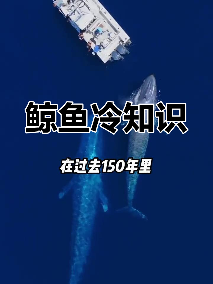 鲸鱼的惊人秘密,蓝鲸的奇妙之处