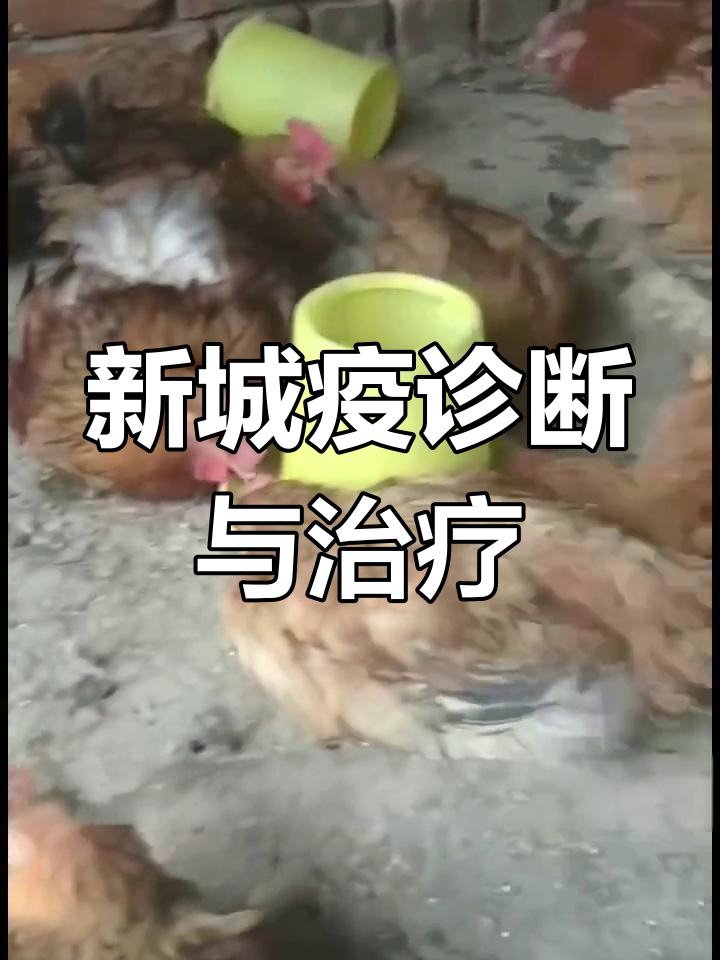 识别新城疫症状与病理变化,快速应对鸡病