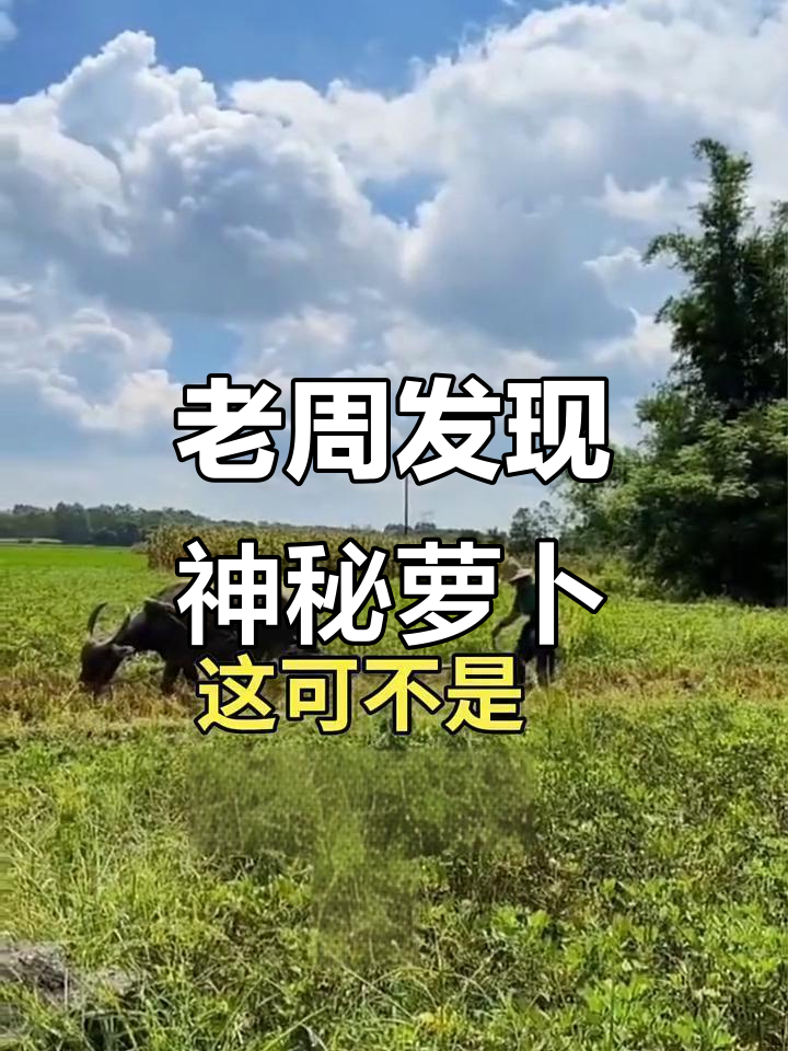 1975年河南老周挖“假萝卜”成镇馆之宝