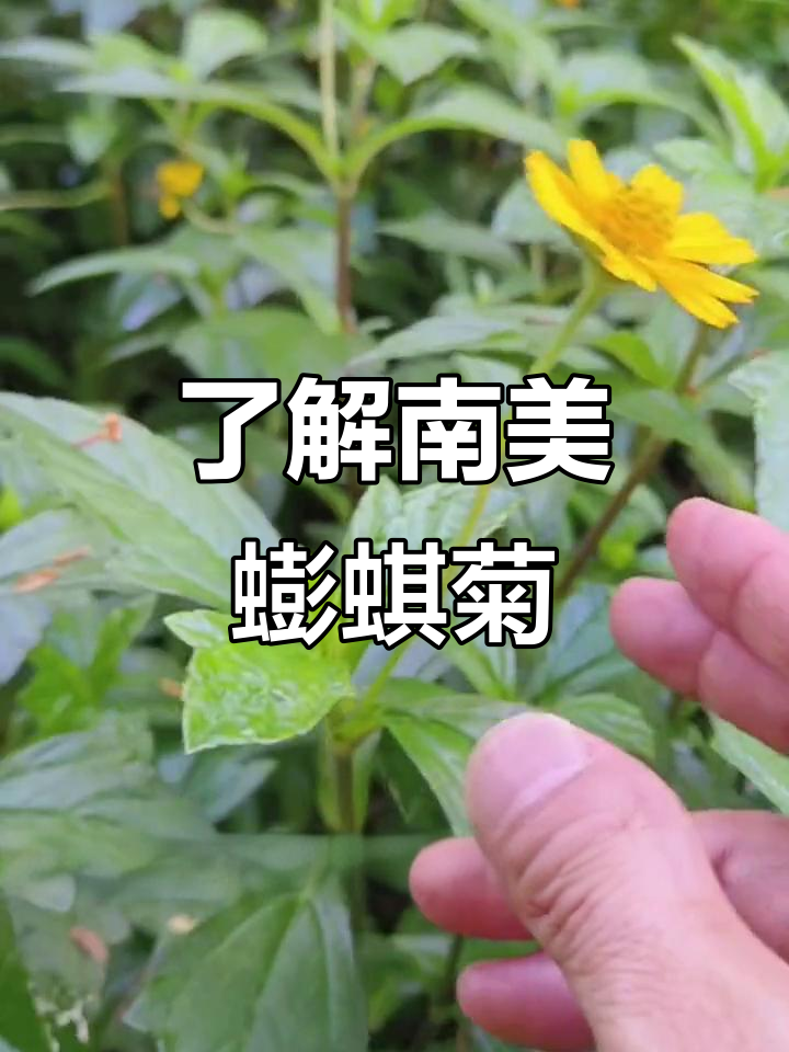 南美蟛蜞菊:地锦花与穿地龙的植物区别