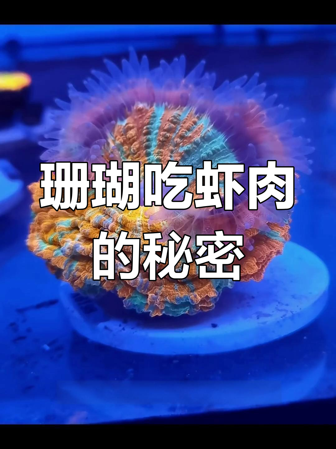 珊瑚喂虾肉,竟然这样吃饭!