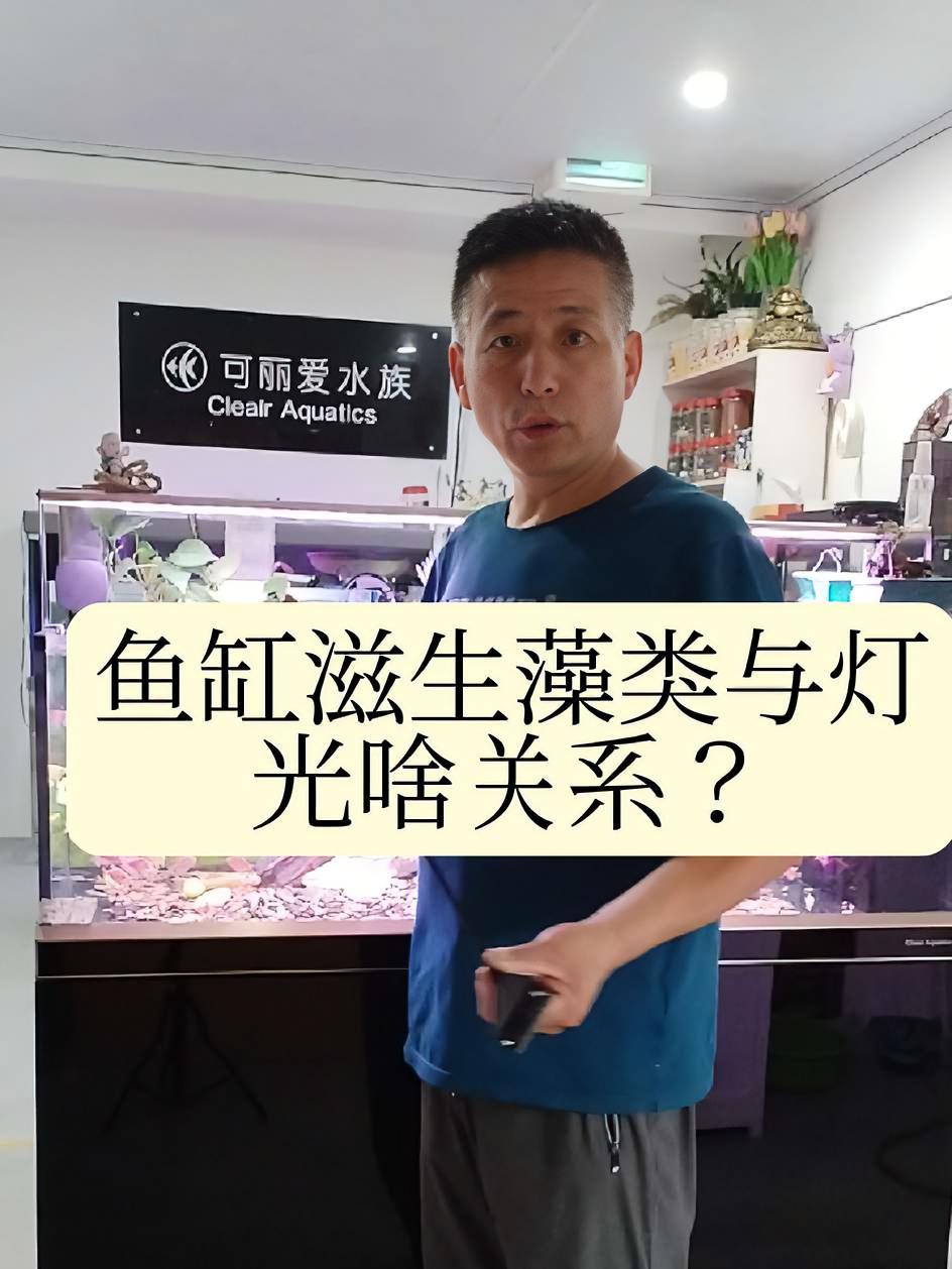 鱼缸长藻与灯光关系 养鱼日记 杨凌养鱼群 杨凌养鱼达人 杨凌可丽爱鱼缸 鱼闻天下