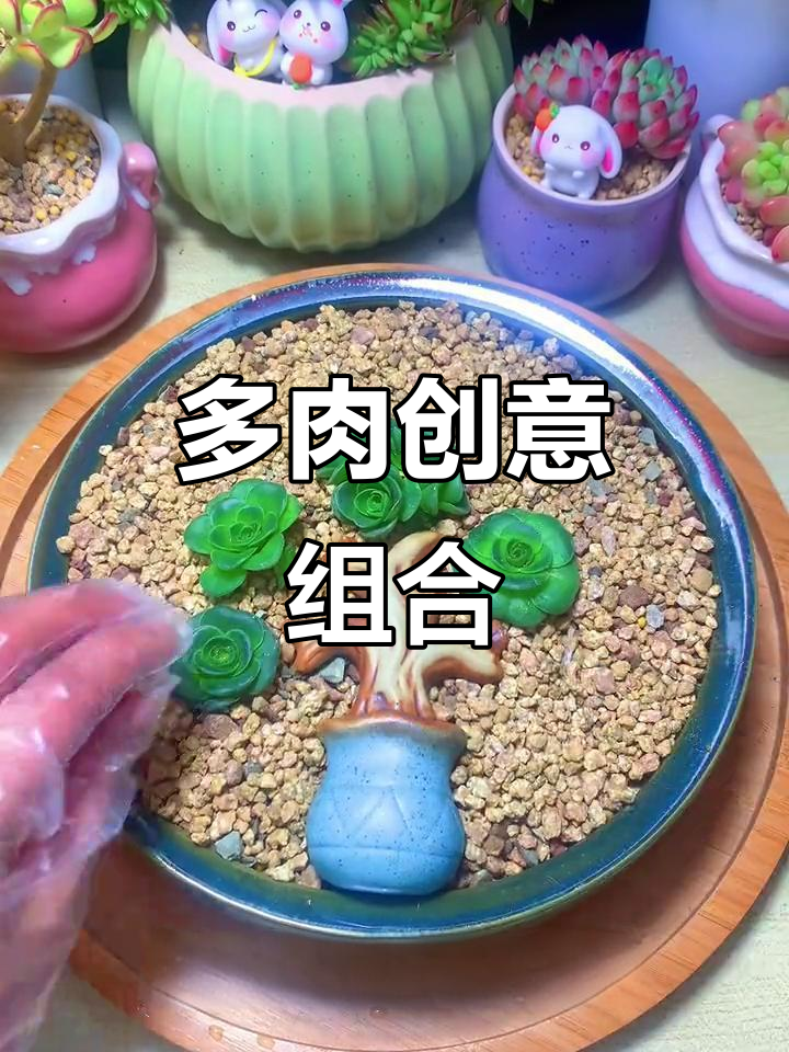 买多肉时断枝别急,拼个盆景更有趣!