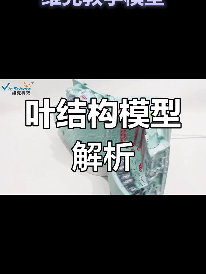 叶构造的横切面与纵切面分析