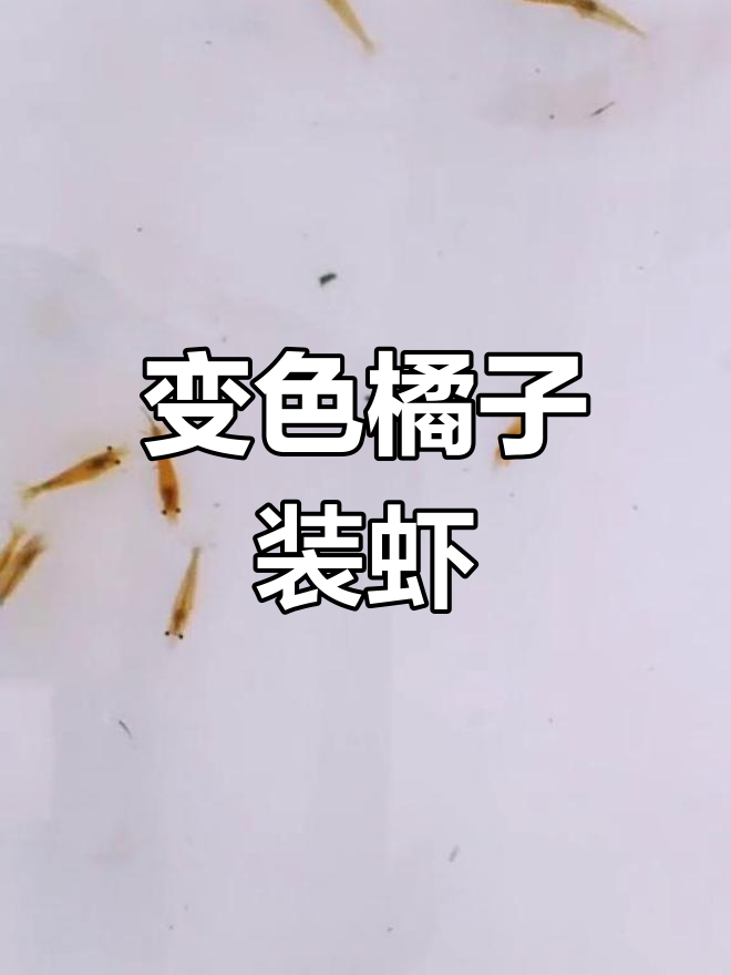 香吉士虾:变色奇观