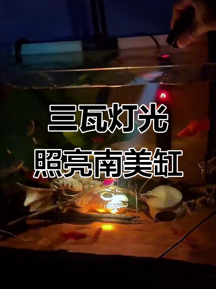 鱼缸造景必备!三瓦小射灯打造灵魂之光,氛围感满分