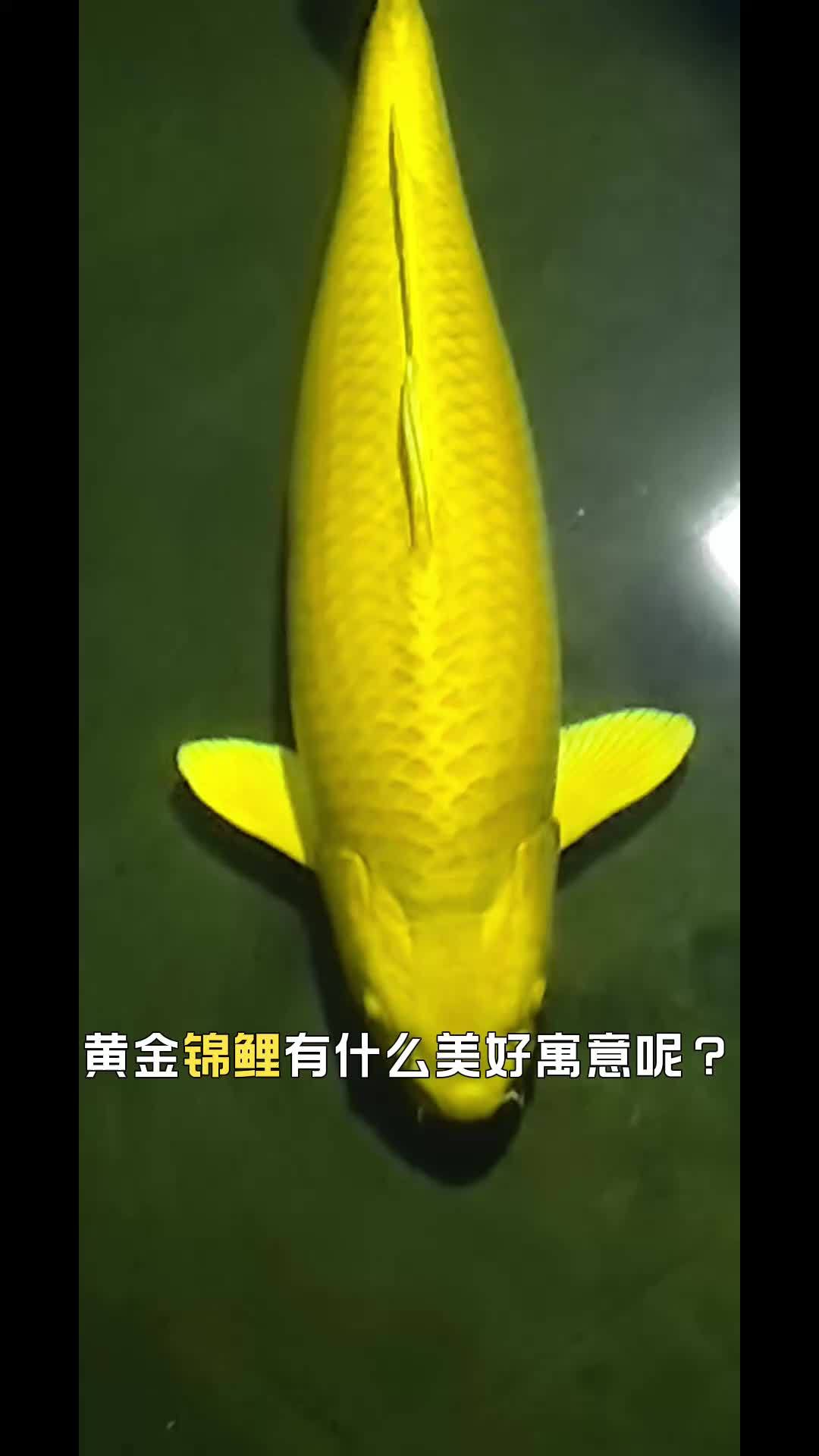 黄金锦鲤有什么美好的寓意 非凡内护御风前行