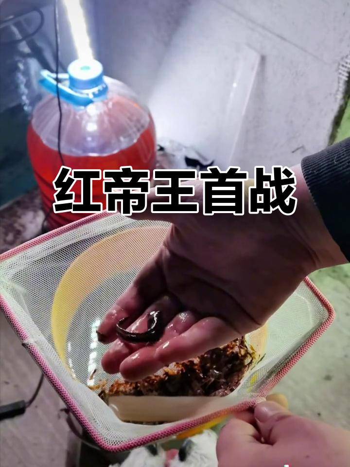 嘉仑法出关,红帝王黑魔神首次亮相