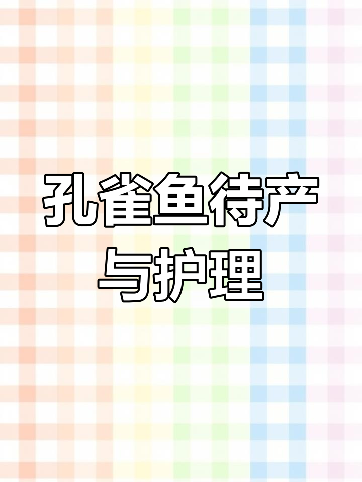 孔雀鱼生产全攻略:从胎斑到静养,新手必看!