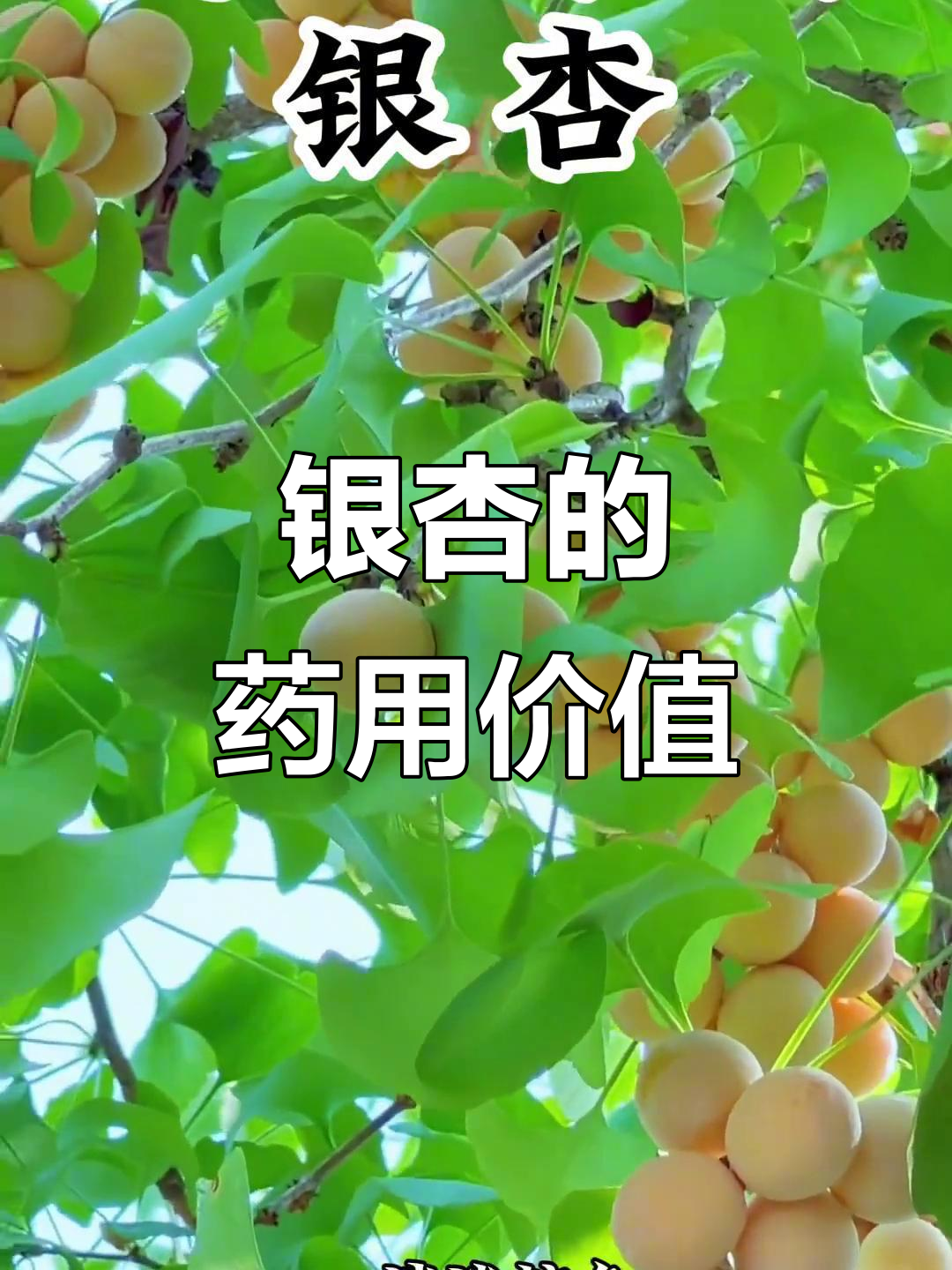 银杏:民间草药与文化传承的秘密