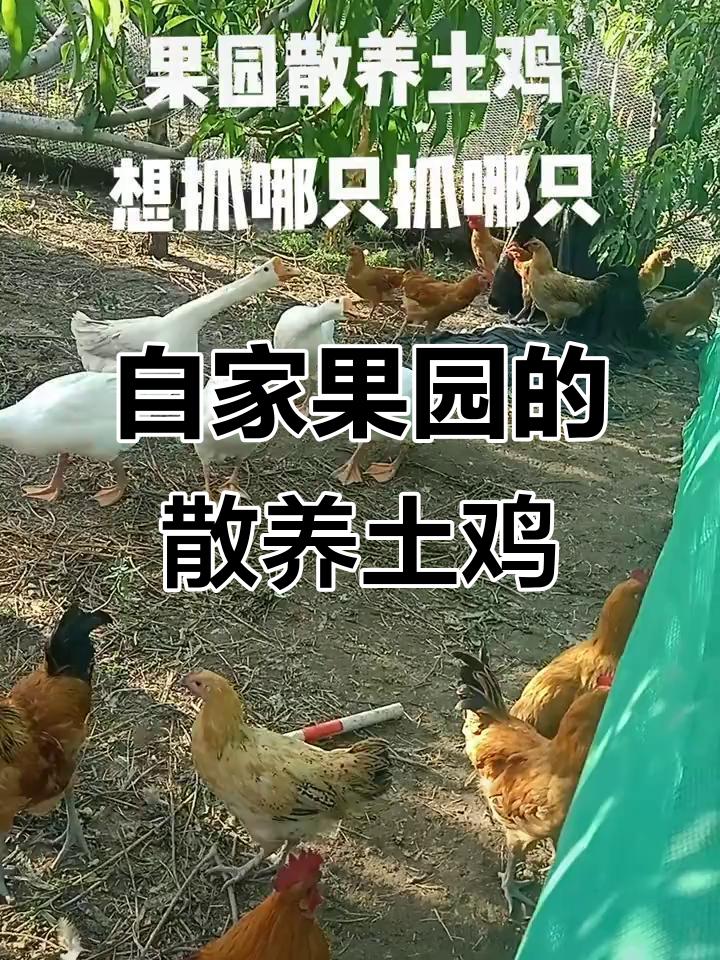 果园散养土鸡,自由溜达任你抓