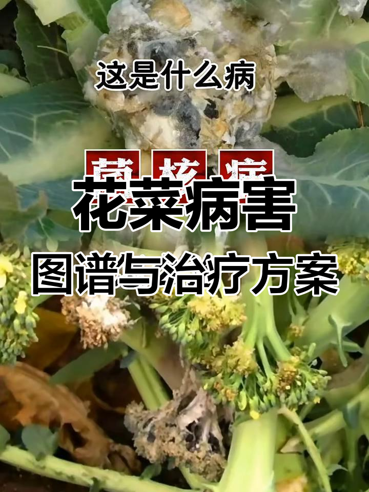 花菜常见病虫害全解析:黑斑病、霜霉病等防治方案