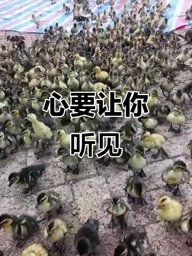 绿头鸭苗的心声：爱与思念的交织