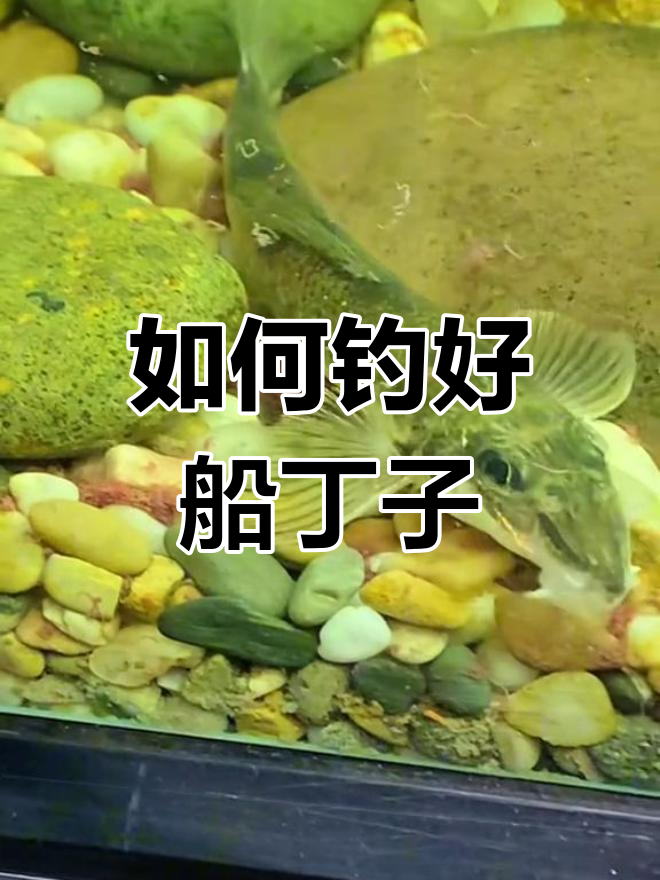 了解船丁子食性，调整钓组精准垂钓