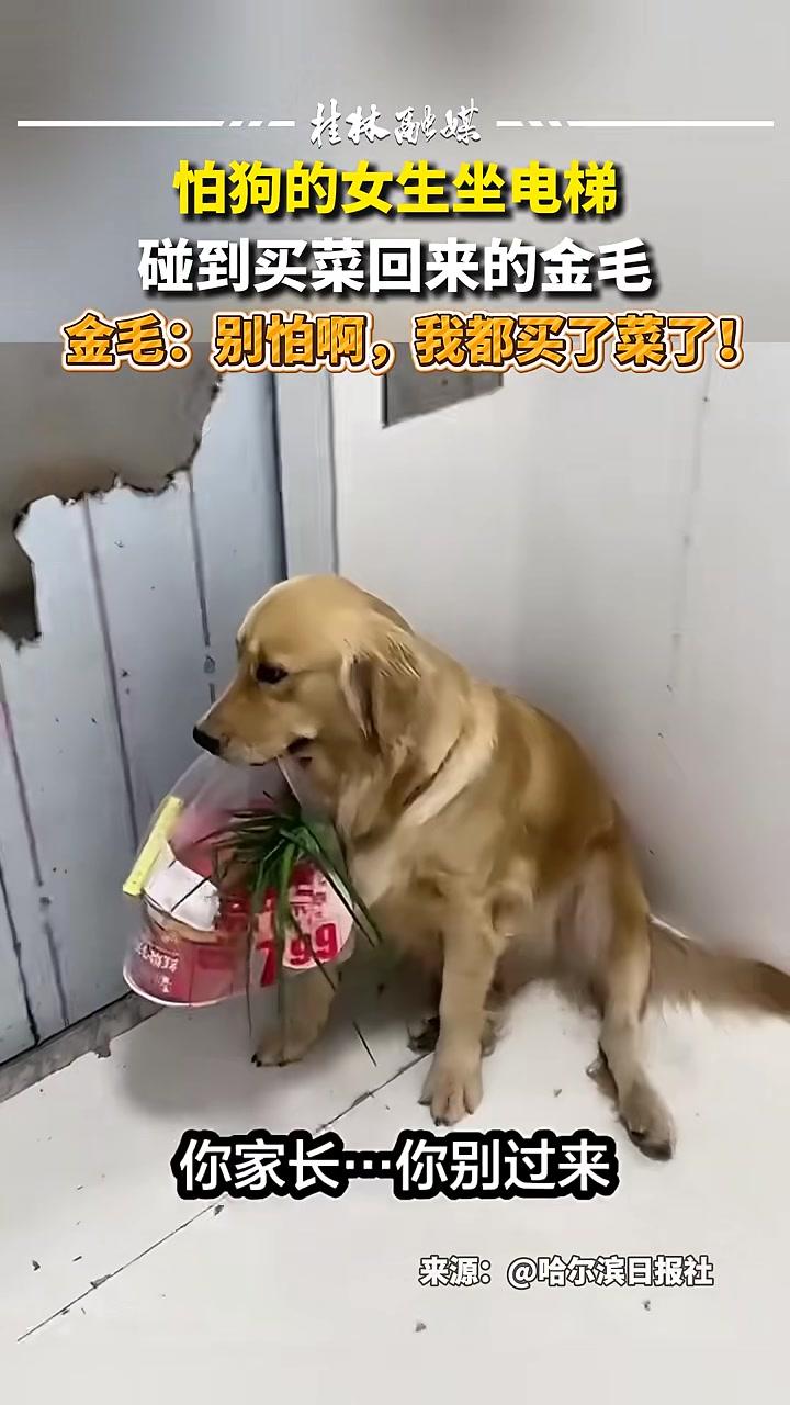 怕狗女生坐电梯,碰到买菜回来的金毛。金毛:别怕啊,我都买了菜了!万万没想到 汪星人 萌宠