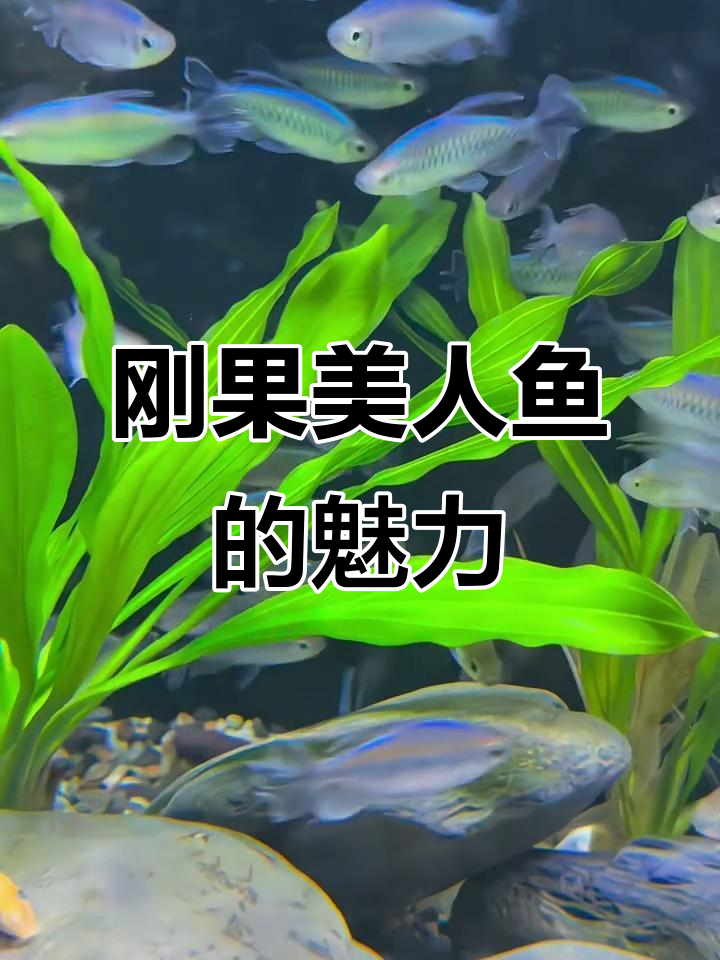 刚果美人鱼:非洲河流的小型观赏珍品