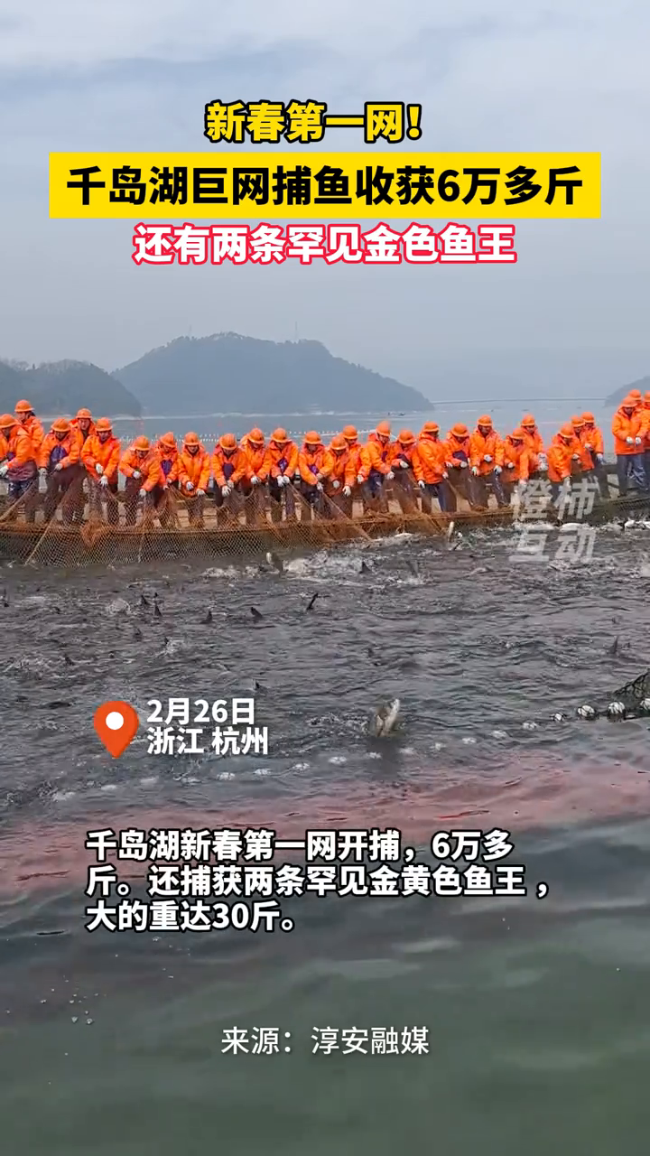 千岛湖“巨网捕鱼”开捕,又捕获两条罕见金色鱼王