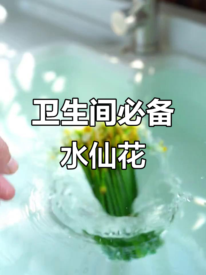 水仙花香气四溢,清新空气让厕所不再有异味