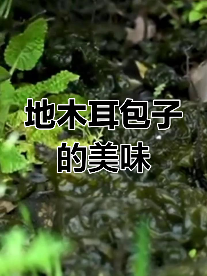 三年寻觅的地木耳,包子新风味