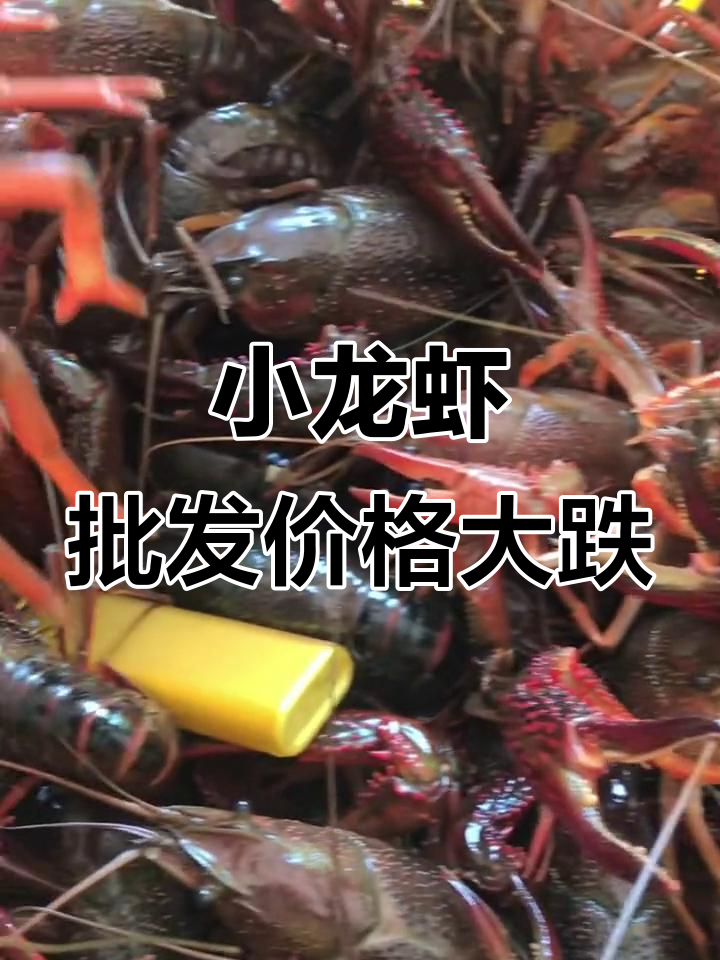 湖北小龙虾品质提升,规格调整带来新机遇