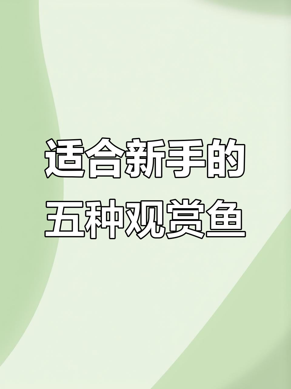 新手养鱼必看！这几种观赏鱼最适合入门