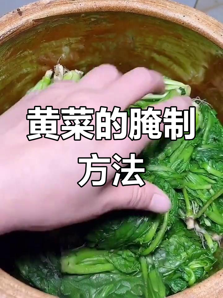 雪里红腌黄菜的做法