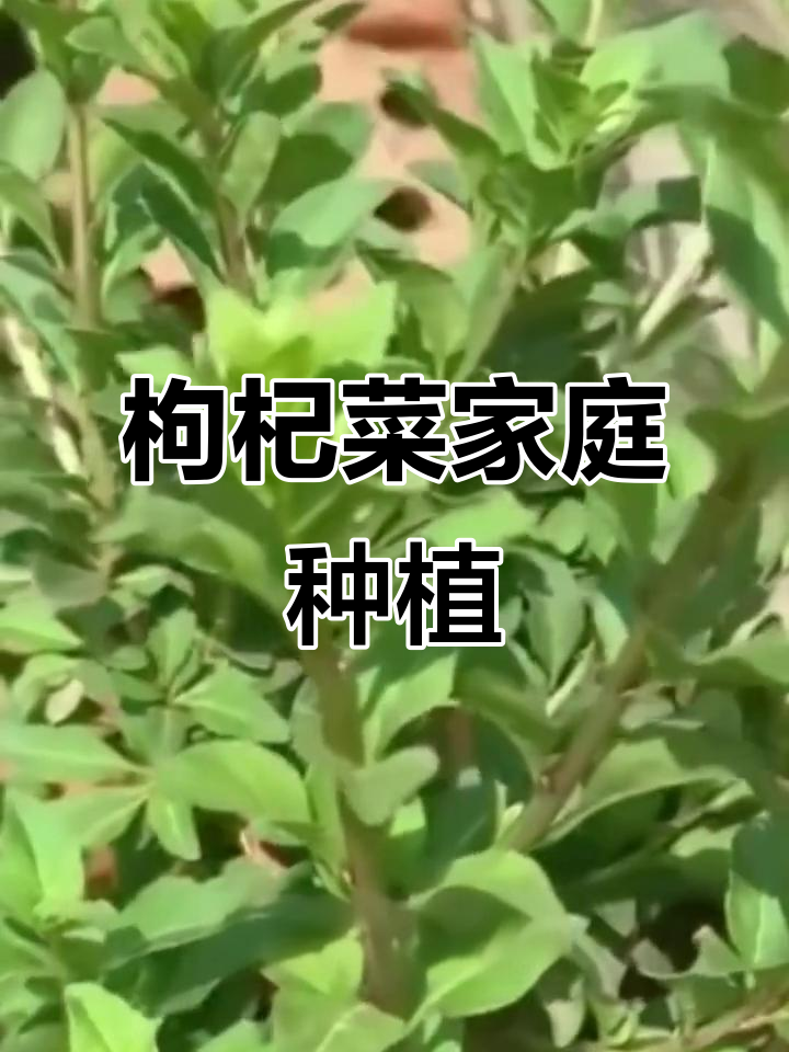 阳台小院轻松种植,枸杞菜美味又健康!