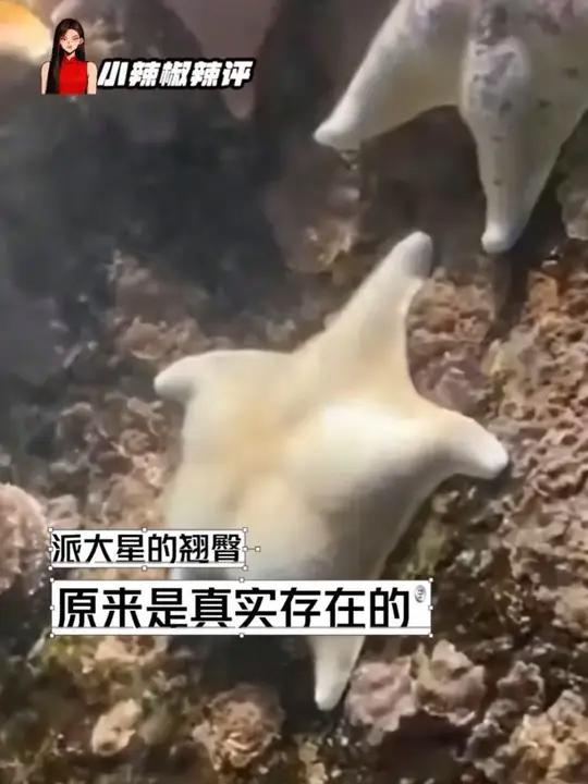 原来海绵宝宝是写实派来的!不敢想上手rua一把有多爽#海绵宝宝 #派大星 #可爱