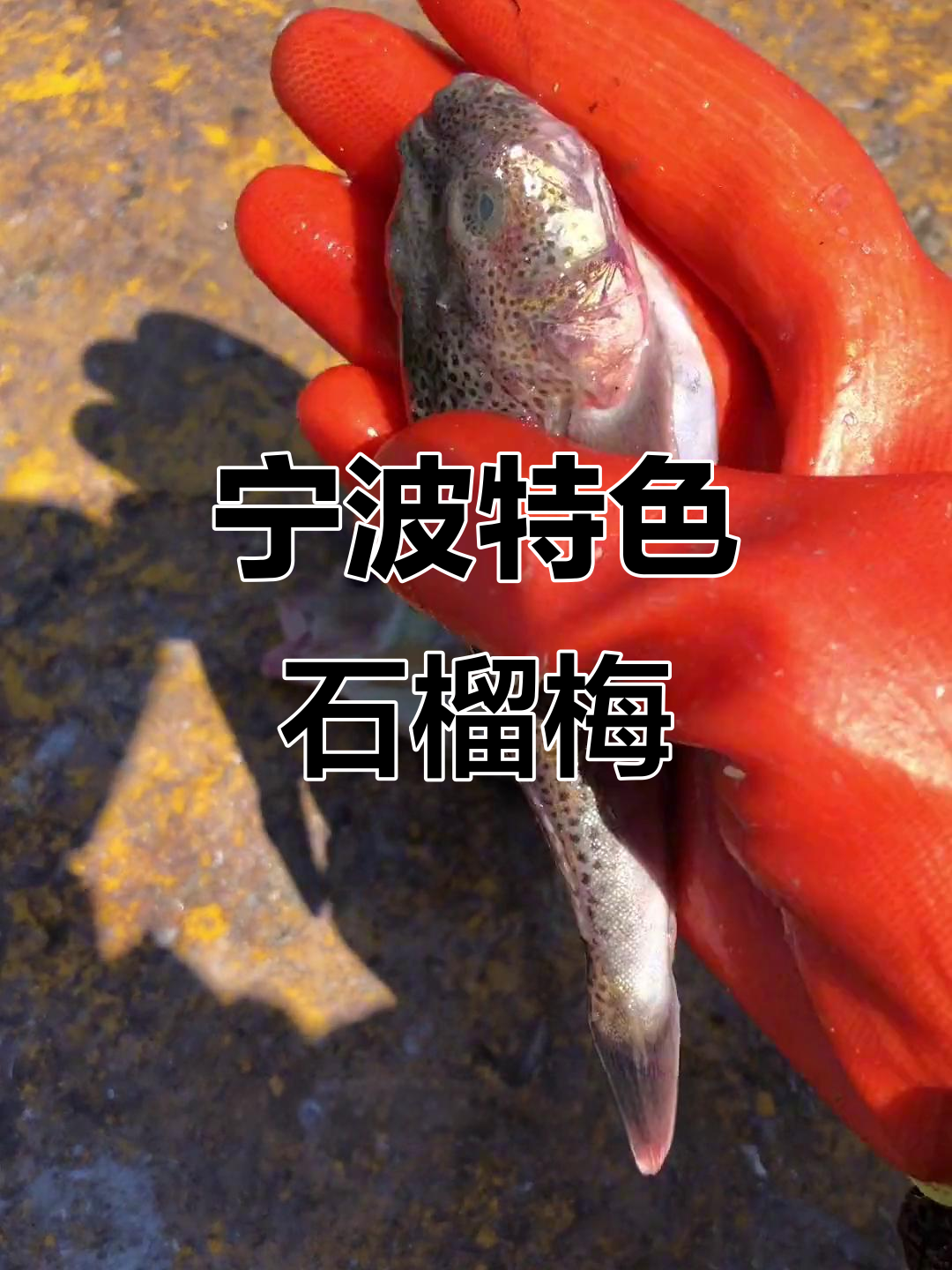 宁波特产石榴梅,肉质嫩滑适合清蒸