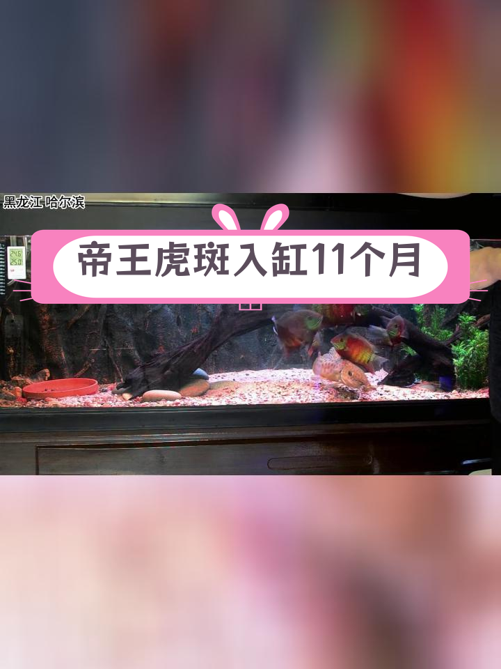帝王虎斑菠萝鱼恢复状态,六一被吓到