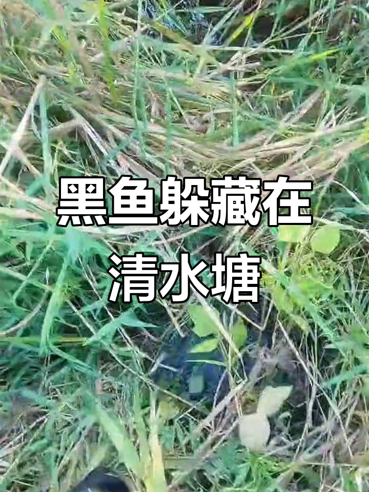 秋季黑鱼藏匿地，清澈水窝成捕捞宝地