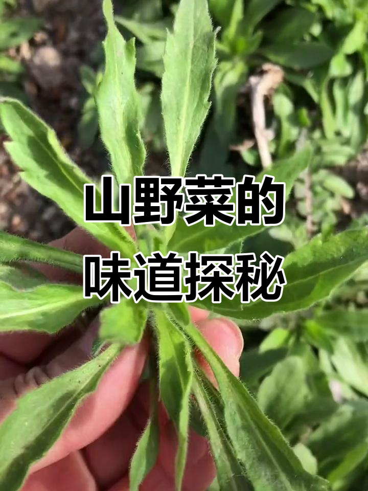 东北山野菜大揭秘:猫耳菜、荠菜的独特美味