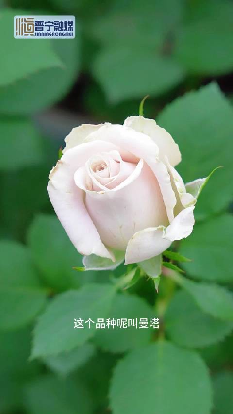 「带你认识晋宁的花——曼塔」近年来,玫瑰花市场上有一款备受瞩目的品种——曼塔。这种灰粉色调