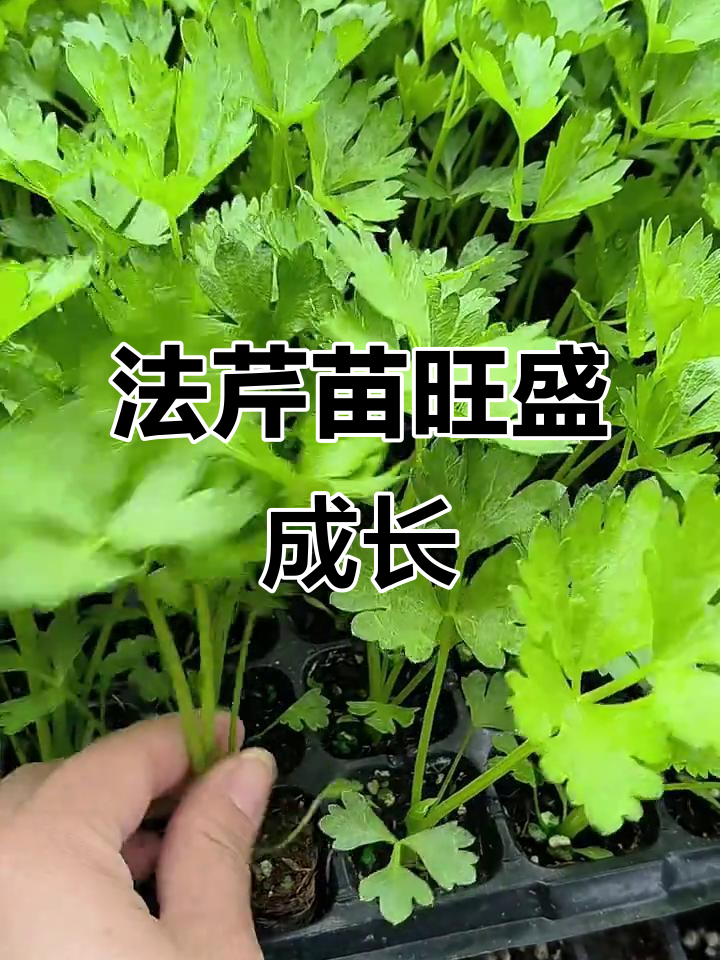 法国皇后芹菜苗长势喜人，根系发达高度达14公分