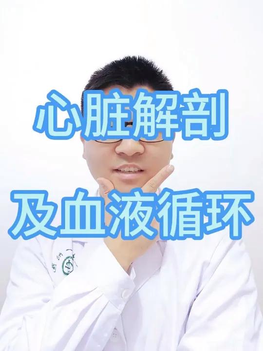 认识一下心脏解剖和血液循环 认识一下心脏解剖和血液循环