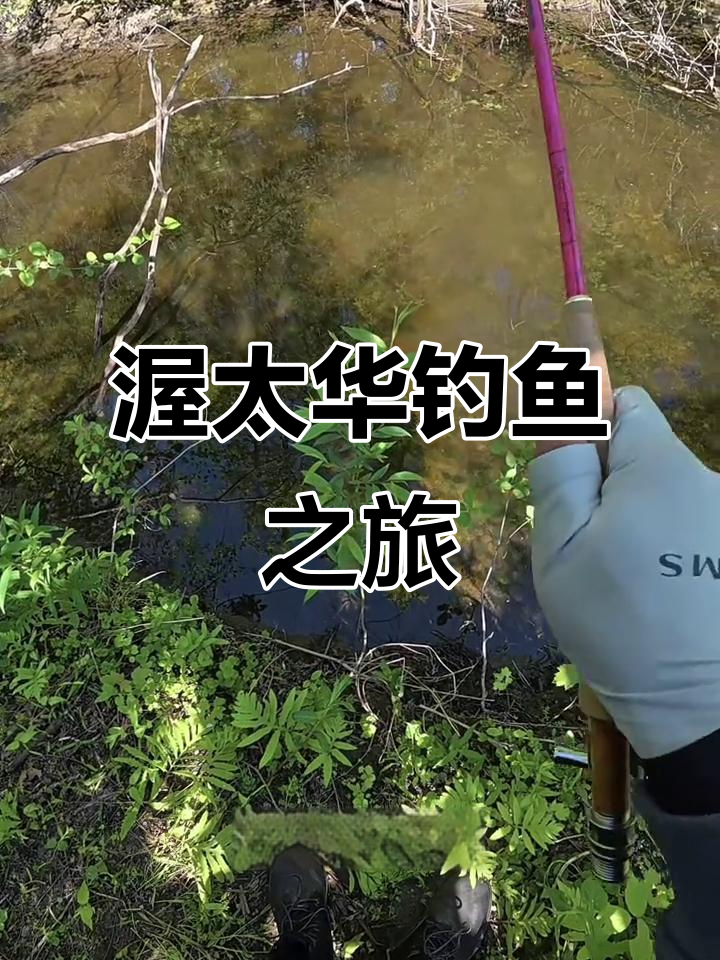 渥太华市区飞钓小鳟鱼,竟然有十几条藏在水潭里