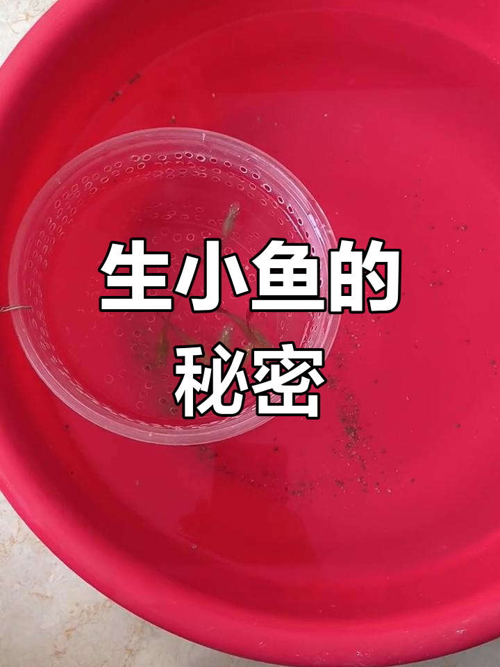热带鱼生小鱼技巧,轻松分离大鱼