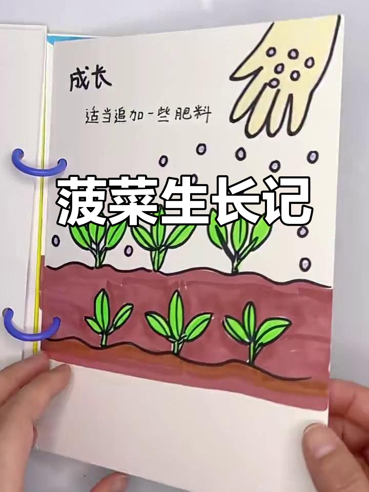 种子发芽,魔法成长:菠菜的神奇之旅