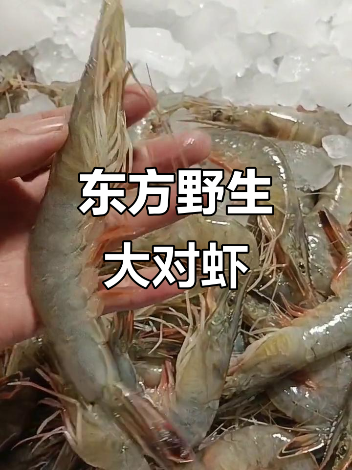 野生大对虾揭秘,东方向来袭!