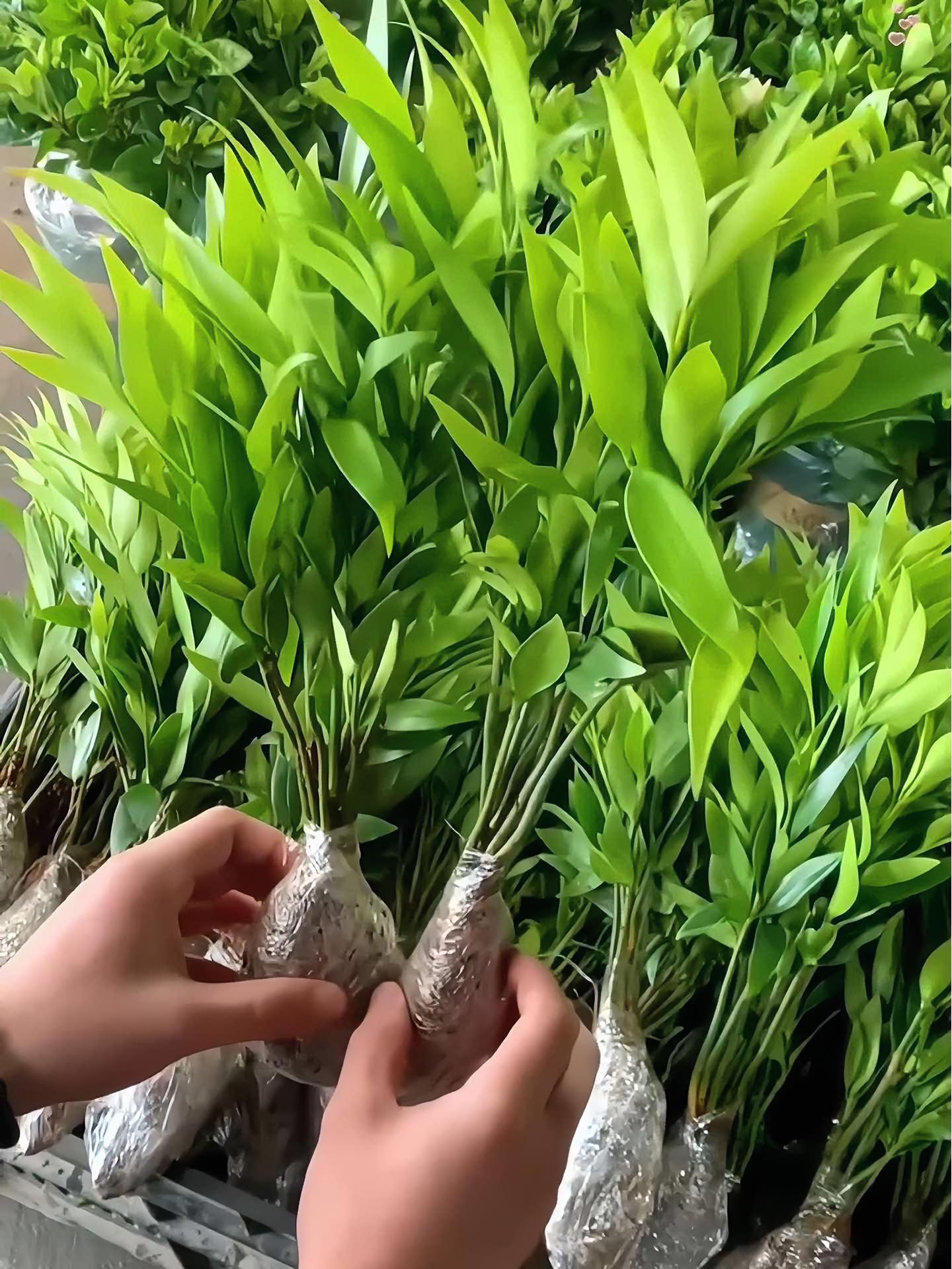 家里什么都不要养,也要养几盆驱蚊竹!又叫竹柏,不需要晒太阳,一年四季常绿,不仅可以进化空气