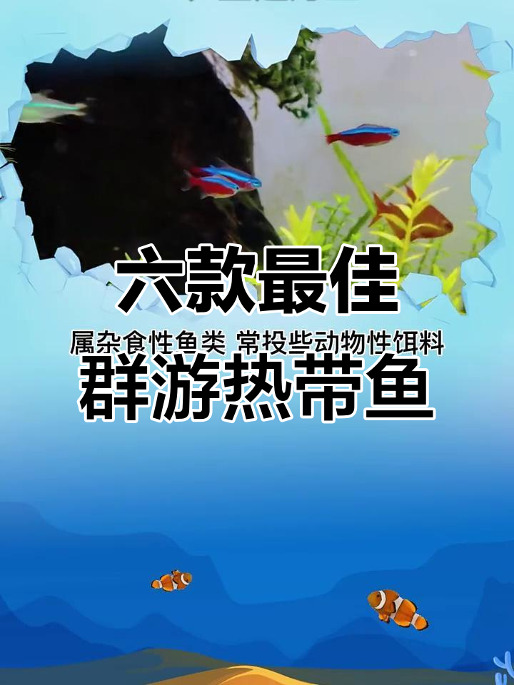 适合群游的六种热带观赏鱼，轻松养殖技巧大公开