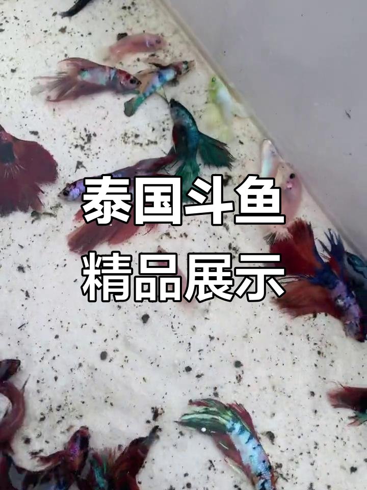 泰国斗鱼品种大揭秘,稀有荧光、紫铜金属坦克体全都有