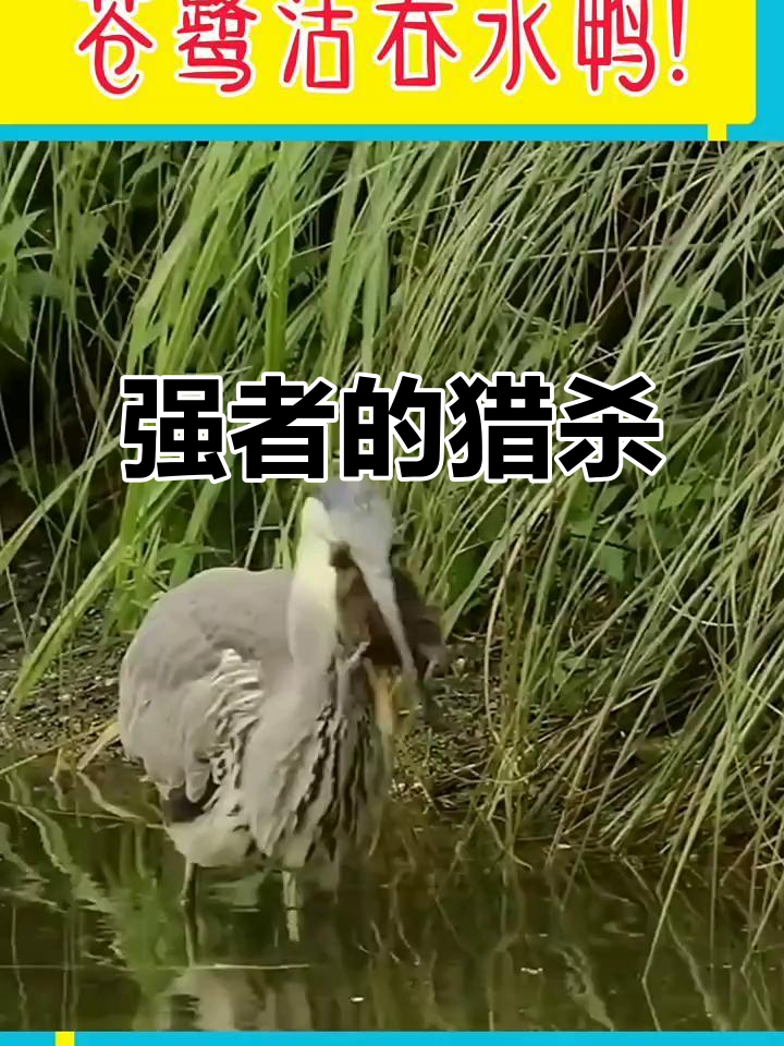 苍鹭捕食水鸭,一招制胜,真是食物链中的强者!
