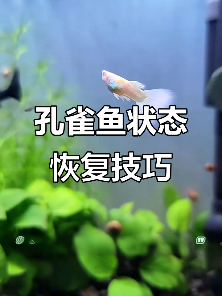 孔雀鱼夹鳍缩尾恢复全攻略，轻松解决水质问题