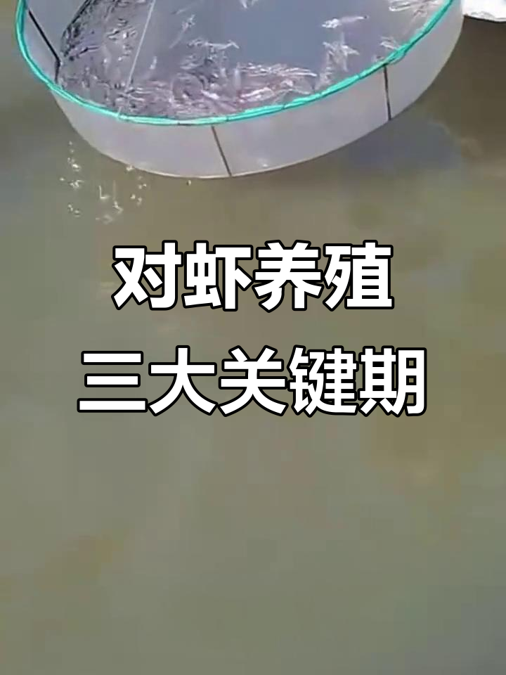 南美白对虾养殖技巧:从三六九法则到水体管理全攻略