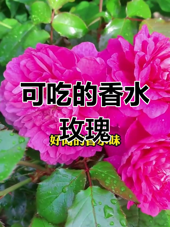 香水玫瑰:既能观赏又能做鲜花饼,秋天的香气满屋